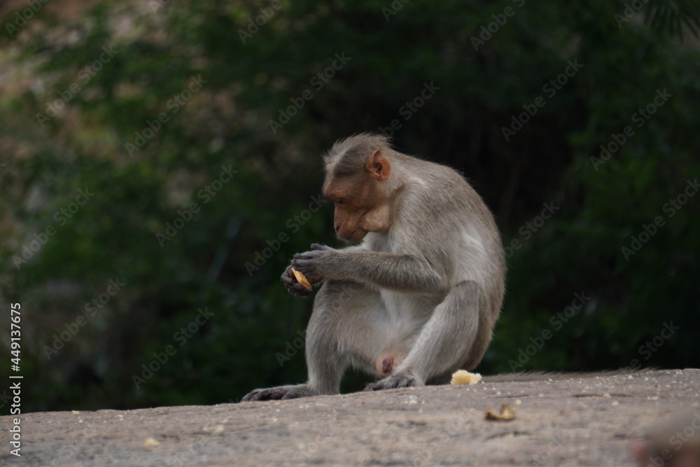 Monkey eating Biscut 
