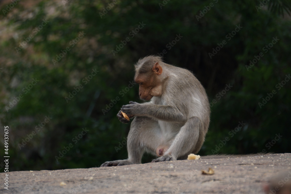Monkey eating Biscut Monkey eating Biscut