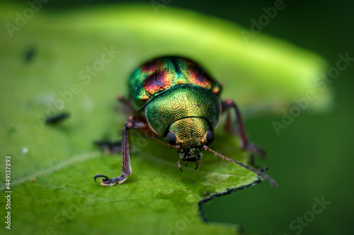 Golden bug on a leaf © AskarAli