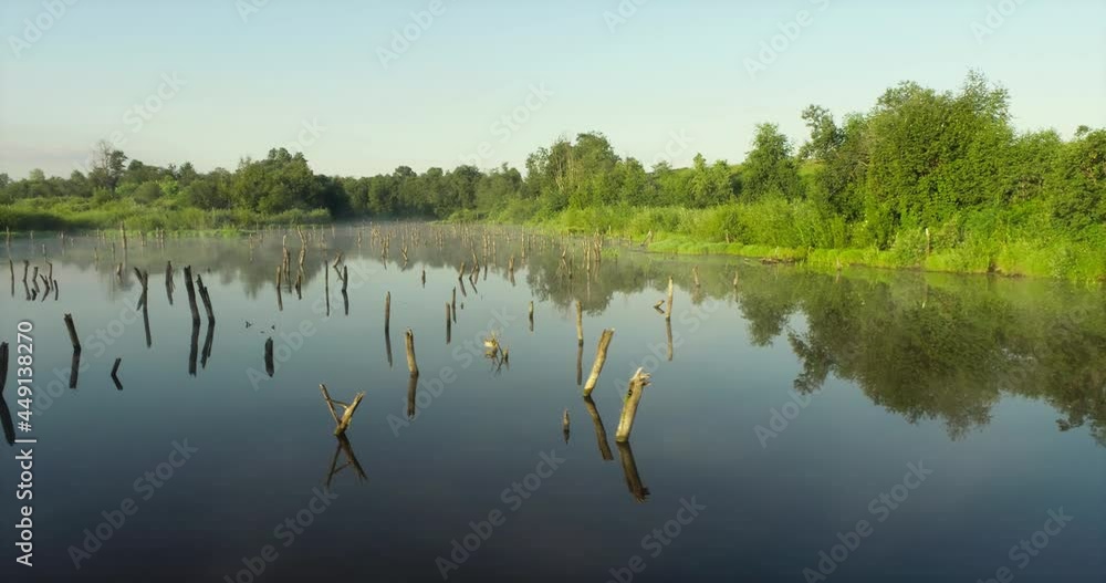 Swampy lake with died trees, dry forest. Mystic swamp place with fog from adove water at summer sunny sunrise Swampy lake with died trees, dry forest. Mystic swamp place with fog from adove water at summer sunny sunrise