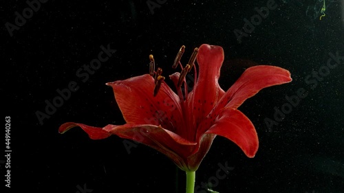 Yellow ink in water with red flower