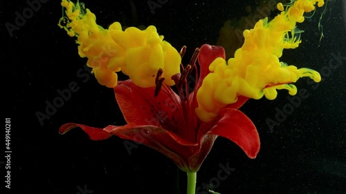 Yellow ink in water with red flower