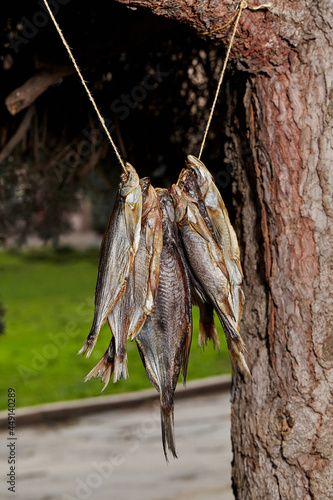 Wallpaper Mural Bundle of dried fish hanging from rope on tree branch Torontodigital.ca