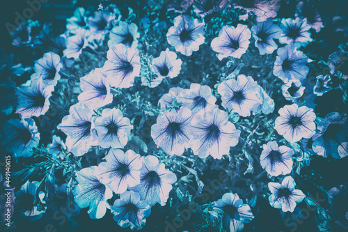Fototapeta Naklejka Na Ścianę i Meble -  Vintage flowering blue Petunia flowers in the garden. Floral nature background