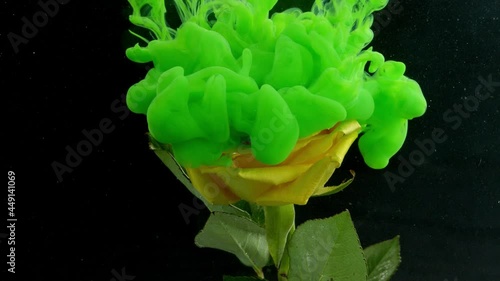 Green ink in water with yellow rose