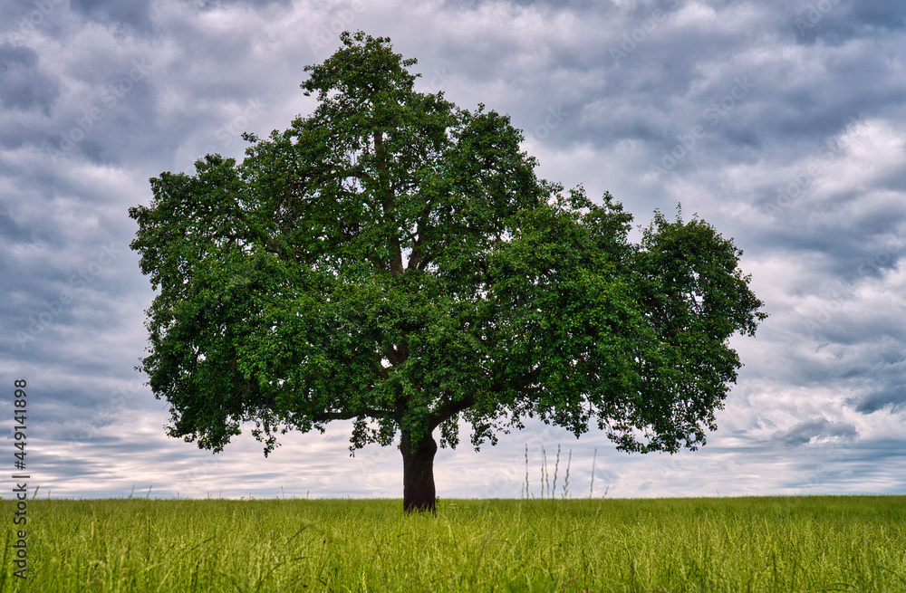Fototapeta premium Soloauftritt
