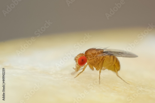 Fruit fly or vinegar fly (Drosophila melanogaster) on the surface of a banana.