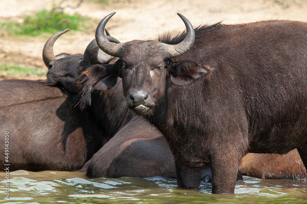 african buffalo Waterside In Uganda african buffalo Waterside In Uganda