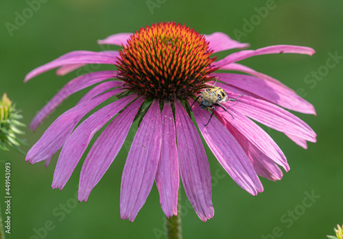beetle on flower 