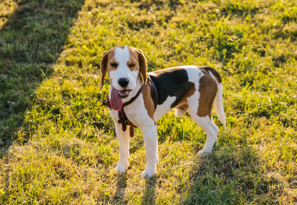 A small beagle dog walks in a public park. Cute puppy on the green grass.