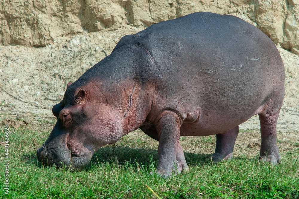 hippos eating grass Queen elizabeth park uganda hippos eating grass Queen elizabeth park uganda