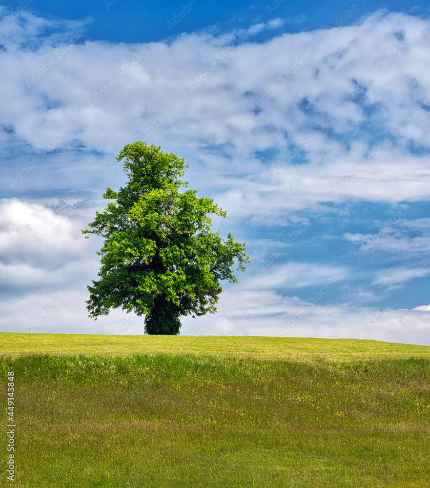 Obraz premium Allein auf weiter Flur