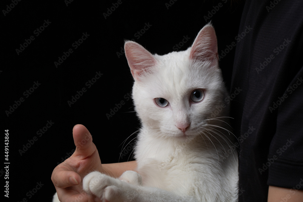 White cat with blue eyes on black background
