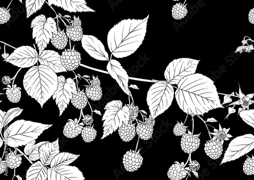Raspberry. Ripe berries on branch. Seamless pattern, background. Outline drawing. Vector illustration in black and white colors