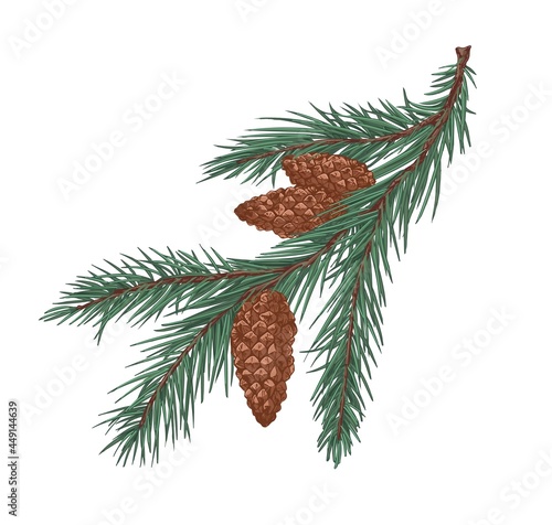 Fir tree branch with green needles and cones. Coniferous evergreen prickly spruce twig. Realistic botanical drawing of conifer sprig in vintage style. Hand-drawn vector illustration isolated on white