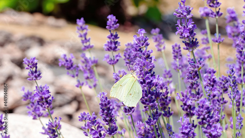 Brimstone butterfly feeds on nectar from fragrant lavender flowers. Plants that attract butterflies and other insects. Landscaping in Mediterranean style with lavender bush and pine bark mulch.