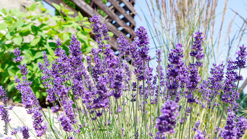 Fragrant lavender flowers for potpurris close-up. Growing French lavender in a Provencal style garden. Lavender flowers as a raw material for essential oils  cosmetics  culinary fragrances.
