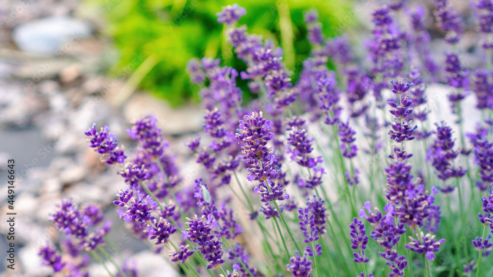 Naklejka premium Vibrant purple flowers of fragrant lavender close-up on a blurred background. A romantic photo of a beautiful French lavender bush in the misty morning light. Raw materials for cosmetic ingredients.