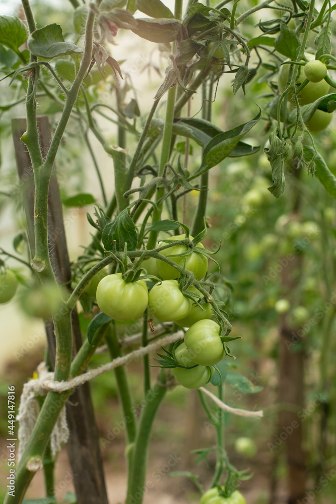 Green tomatoes ripening on the bush in a greenhouse of transparent polycarbonate Green tomatoes ripening on the bush in a greenhouse of transparent polycarbonate