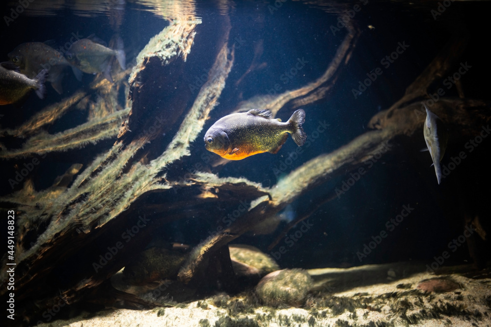 Piranha in amazon river underwater. Fish called pygocentrus natteri is  aggresive and dangerous predator. Photos | Adobe Stock