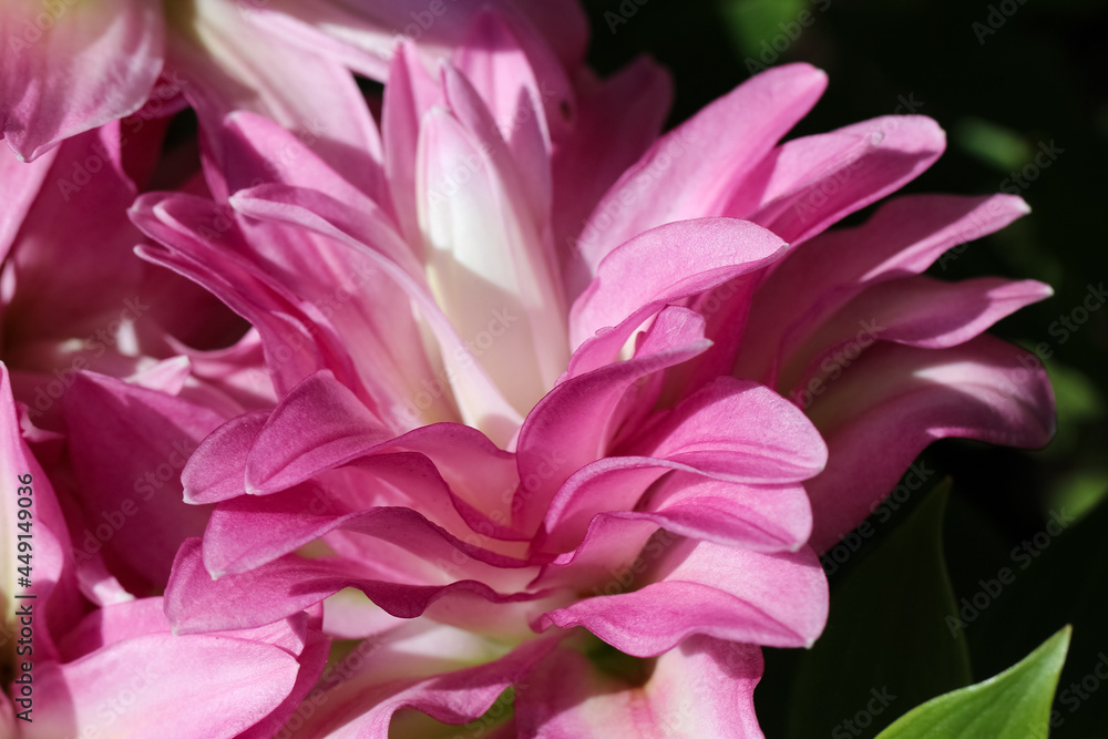 Close-up of a blossoming pink terrycloth lily 