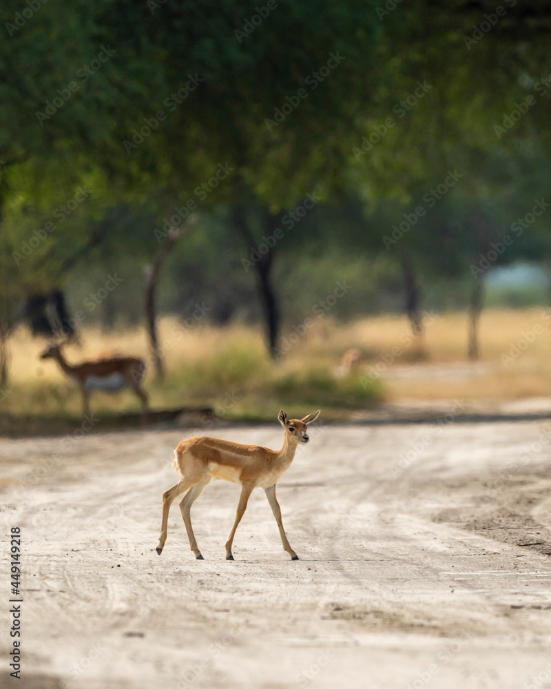 blackbuck or antilope cervicapra or indian antelope fawn at tal chhapar sanctuary churu rajasthan india blackbuck or antilope cervicapra or indian antelope fawn at tal chhapar sanctuary churu rajasthan india