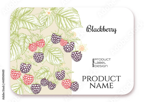 Blackberry. Ripe berries on branch. Template for product label, cosmetic packaging. Easy to edit. Graphic drawing, engraving style. Vector illustration..