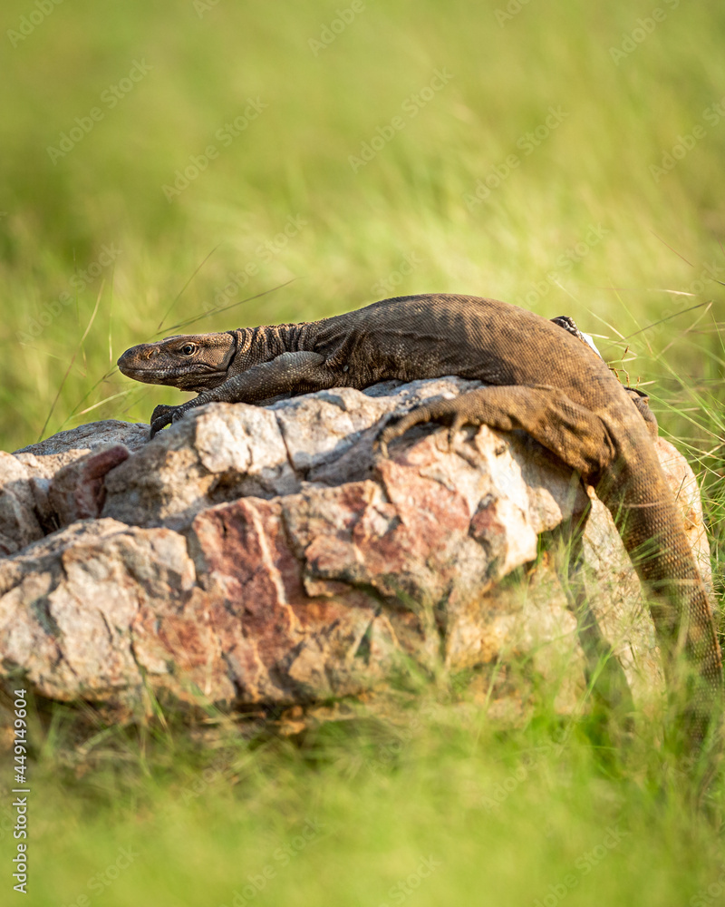 Fototapeta premium monitor lizard or bengal monitor or common indian monitor or varanus bengalensis portrait on rock in natural post monsoon green forest at ranthambore national park india