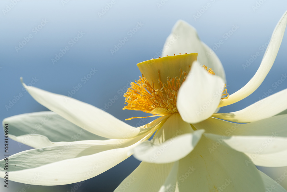 Obraz premium 散りかけた白い蓮の花