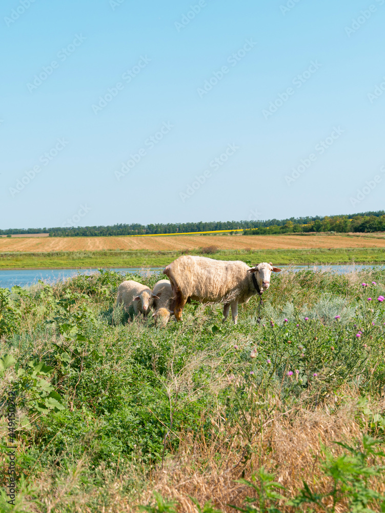Obraz premium A flock of sheep grazing in a meadow nearby a river in summer danny day. Mother sheep with her two lambs eating grass near blue water. Countryside landscape colorful nature background.