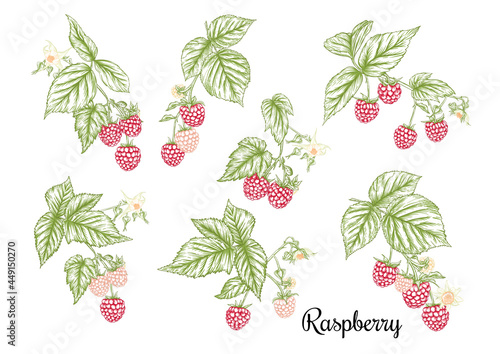 Raspberry. Ripe berries on branch. Clip art, set of elements for design Graphic drawing, engraving style. Vector illustration..