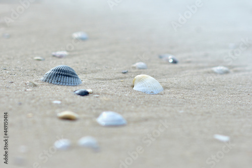 Seashore with a sandy beach and shells on it. Summer background. Pattern for future reference