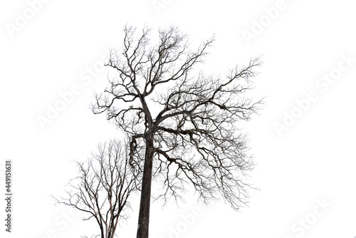 Dry tree branch isolated