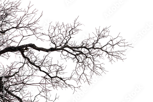 Dry tree branch isolated