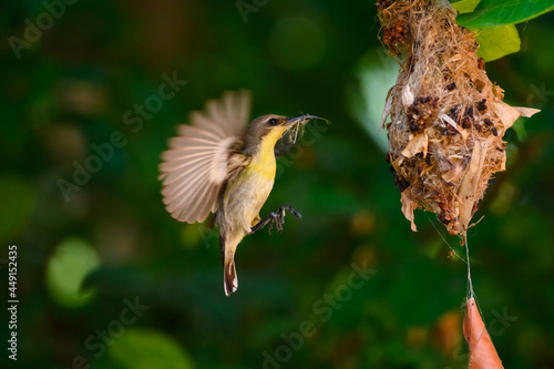 Olive-backed sunbird, Yellow-​bellied sunbird, Cinnyris jugularis