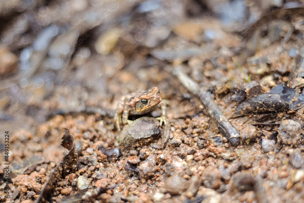macro photography of frog camouflaged in brown soil with stones