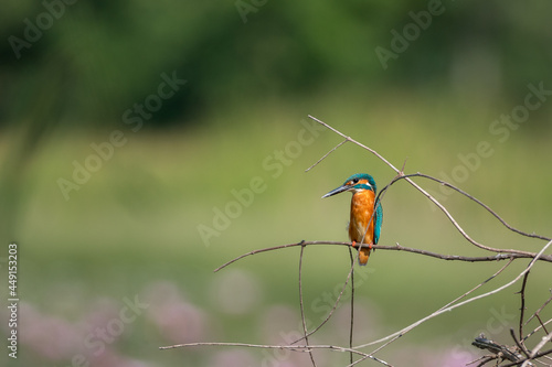 Common kingfisher, Alcedo atthis