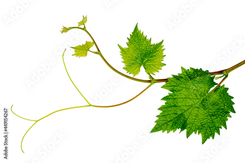 Green grape leaves isolated on a white background, top view