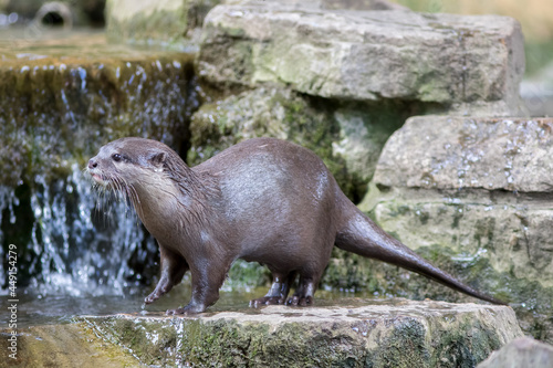 Otter by a man-made waterfall. Beautiful nature and wildlife image.