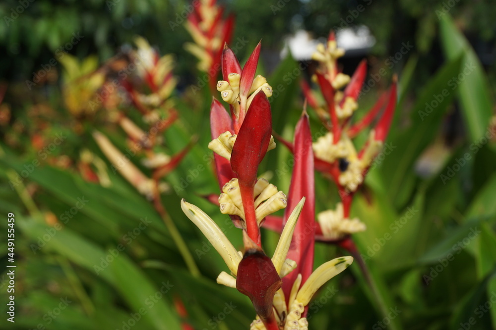 Close up Heliconia (Heliconiaceae, lobster-claws, toucan beak, wild plantains, false bird of paradise) with natural background Close up Heliconia (Heliconiaceae, lobster-claws, toucan beak, wild plantains, false bird of paradise) with natural background