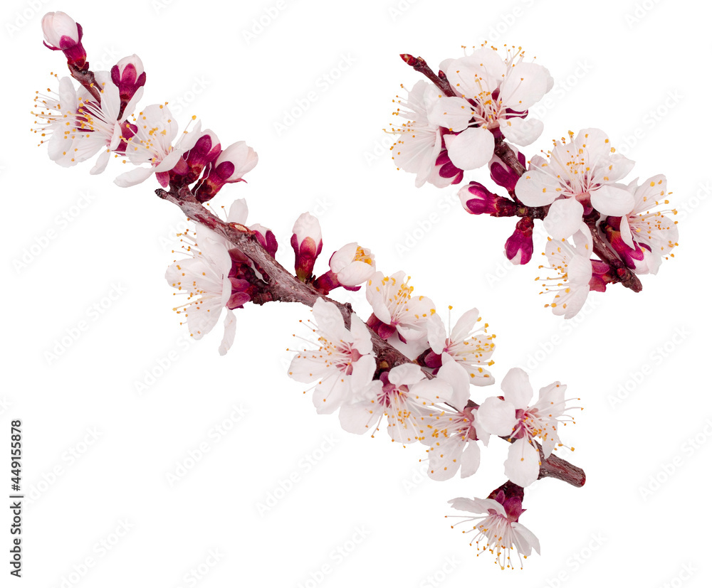 Apricot flowers isolated on a white background, top view Apricot flowers isolated on a white background, top view
