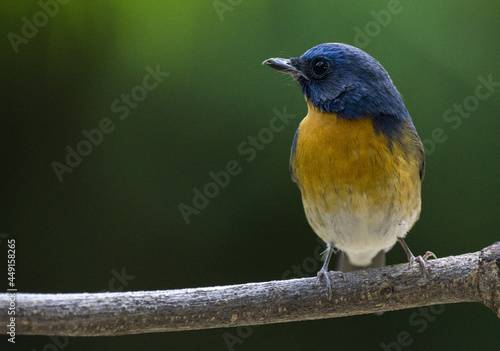 Selective focus of the Tickell's blue flycatcher perching on the wood on the blurry background photo