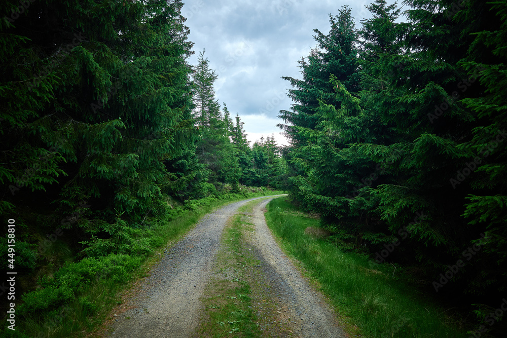 A gravel hiking trail. Dense forest with road