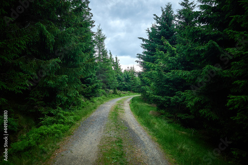 A gravel hiking trail. Dense forest with road