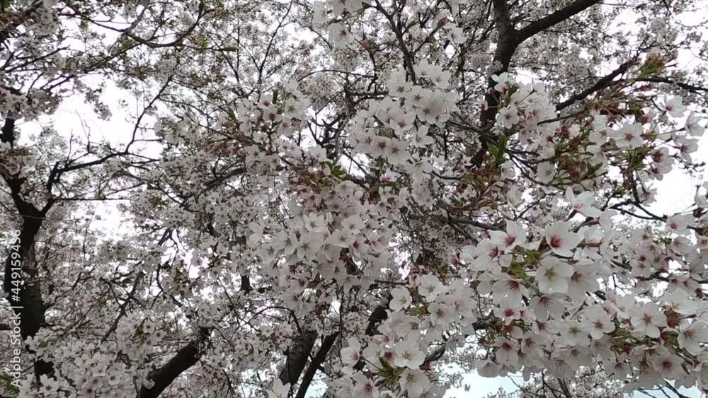 満開の桜 スローモーション 満開の桜 スローモーション