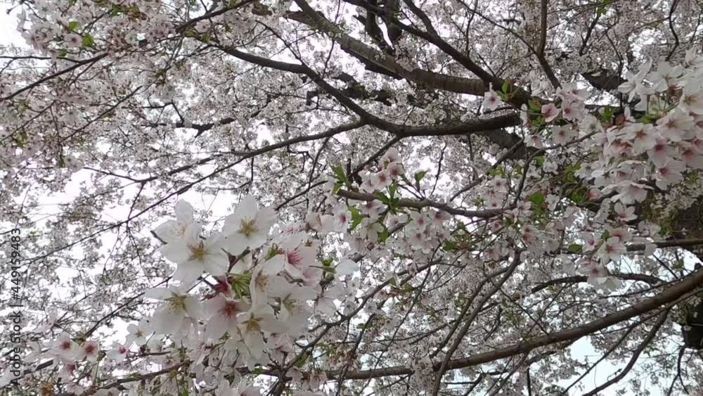満開の桜 スローモーション 満開の桜 スローモーション