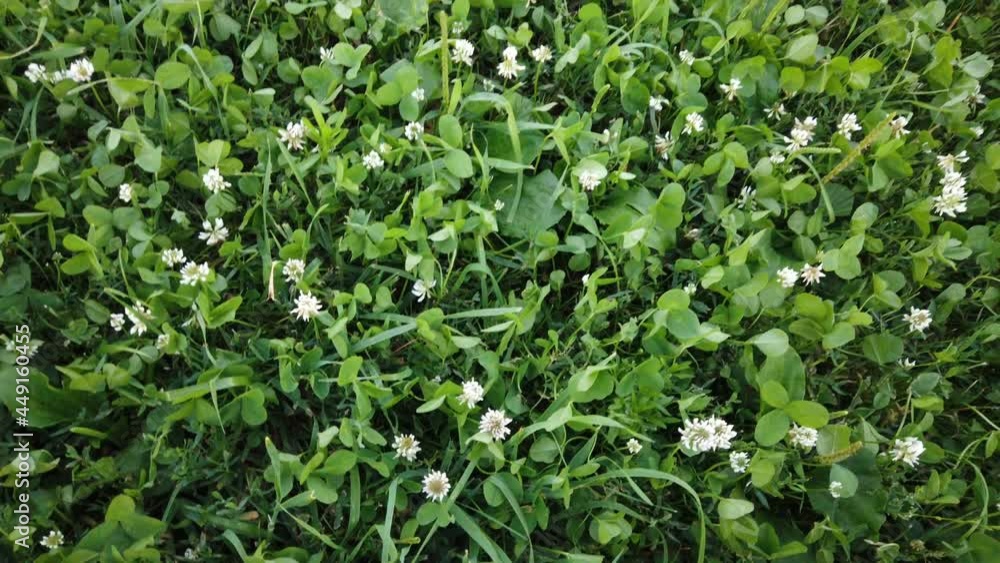 A huge field of clover leaving into the distance A huge field of clover leaving into the distance