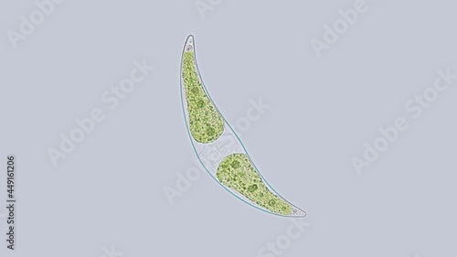 Algae Closterium sp as a crescent under a microscope, Order Desmidiales, Class Zygnematophyceae. Propagated by transverse division or sexually. Unicellular planktonic organism photo