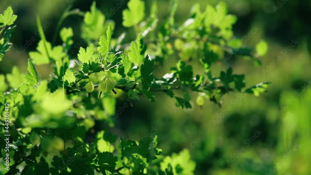 Green unripe gooseberry hangs on a branch of a berry bush among juicy foliage. Organic fruit or harvest concept. Nature background, close-up Green unripe gooseberry hangs on a branch of a berry bush among juicy foliage. Organic fruit or harvest concept. Nature background, close-up