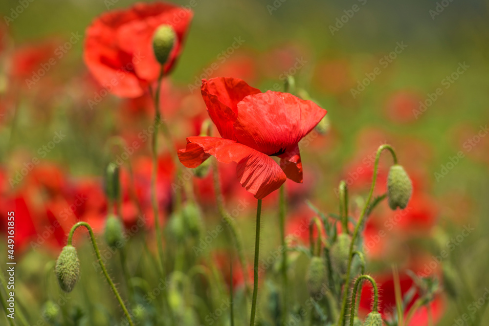 red poppies among the green grass in the summer red poppies among the green grass in the summer